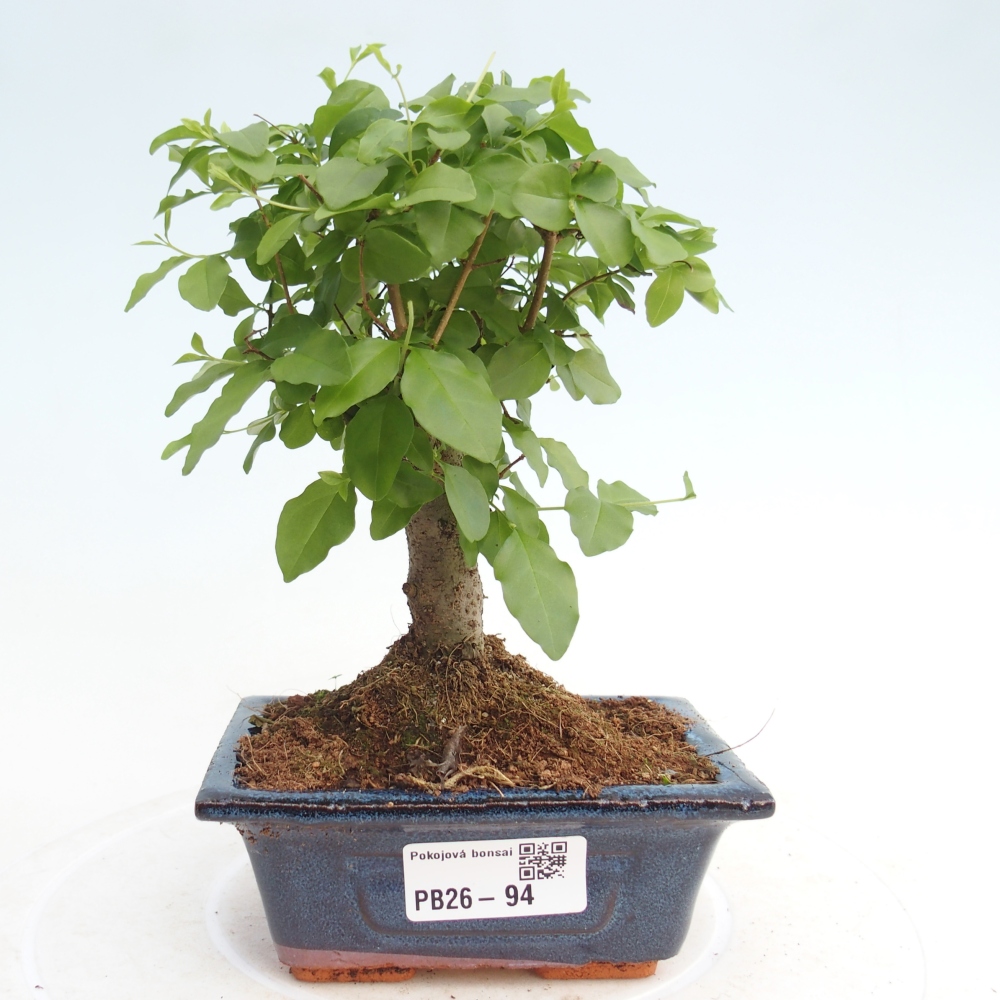 Szobai bonsai -Ligustrum chinensis - Madárcsőr