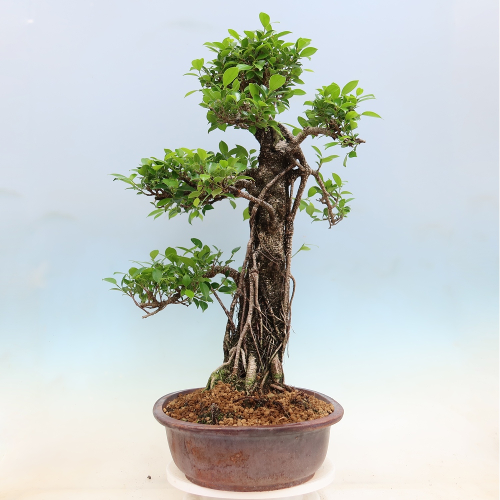 Szobai bonsai - Ficus kimmen - kislevelű fikusz