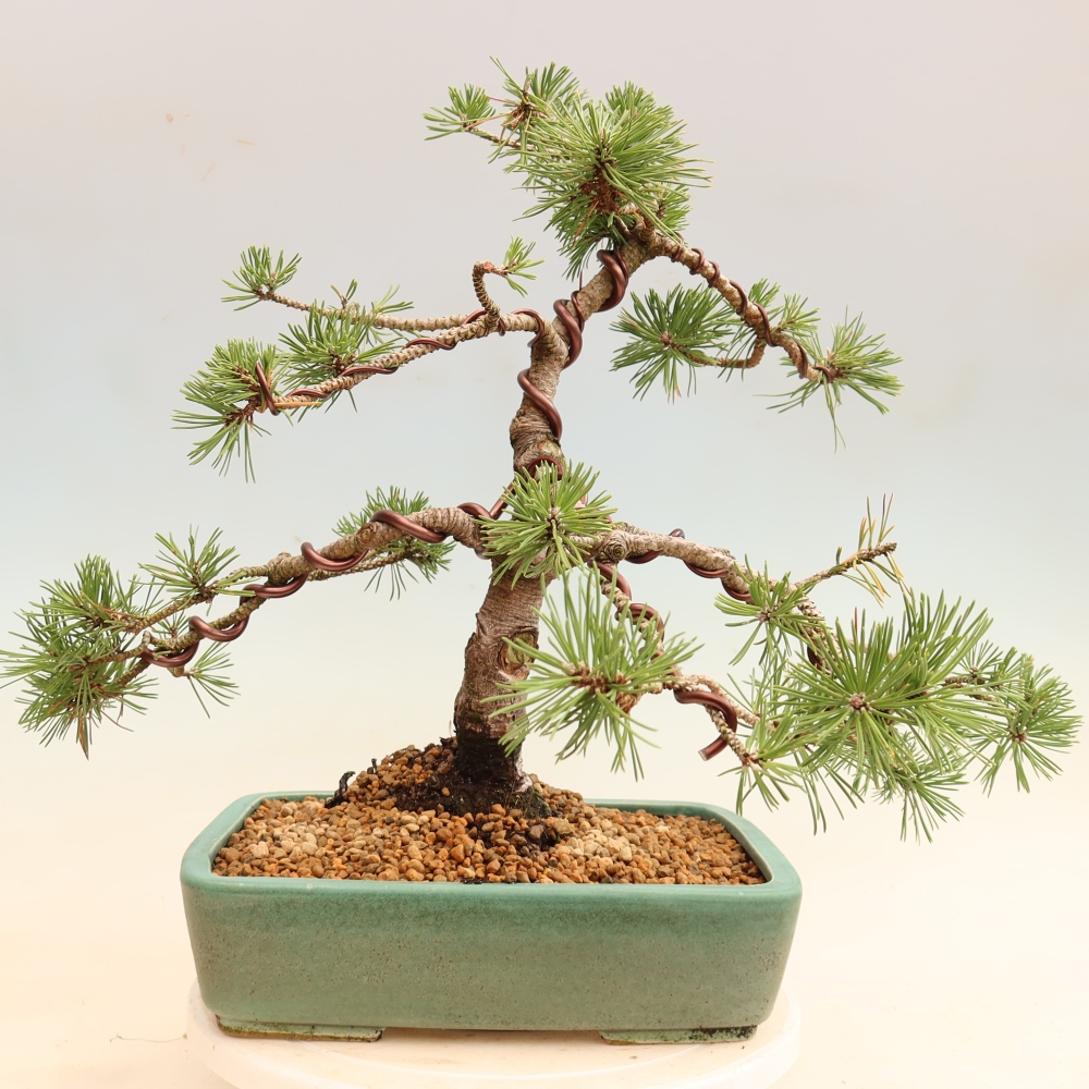 Kültéri bonsai – Pinus mugo Humpy – Törpefenyő