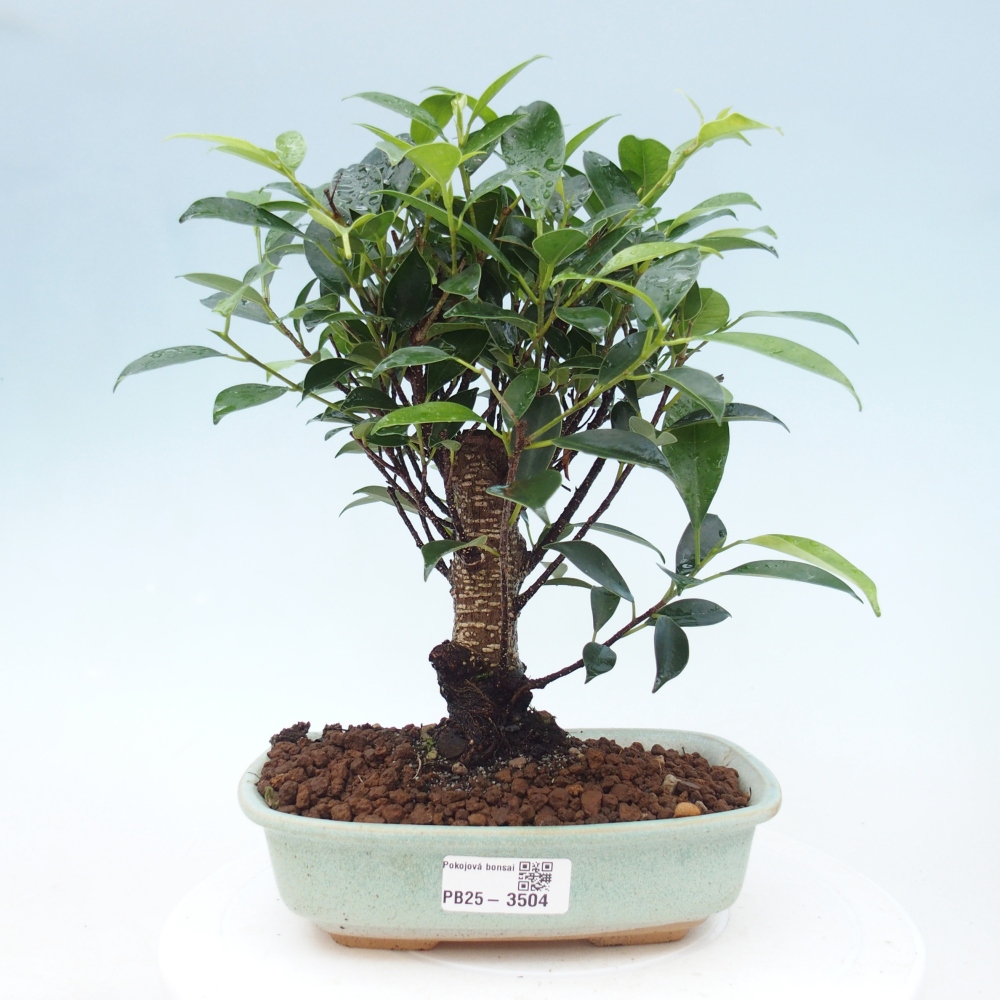 Szobai bonsai - Ficus retusa - kislevelű fikusz