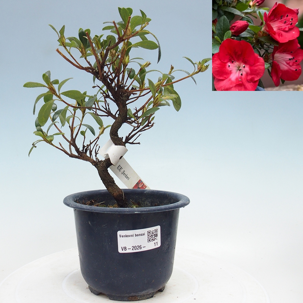Kültéri bonsai - Japán azálea - Azalea Benibeni