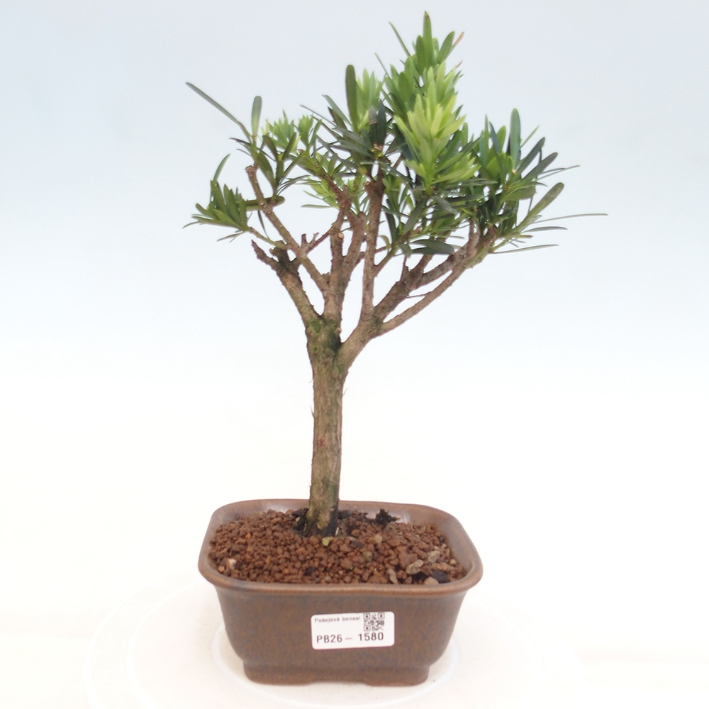 Szobai bonsai - Podocarpus - Kőtiszafa