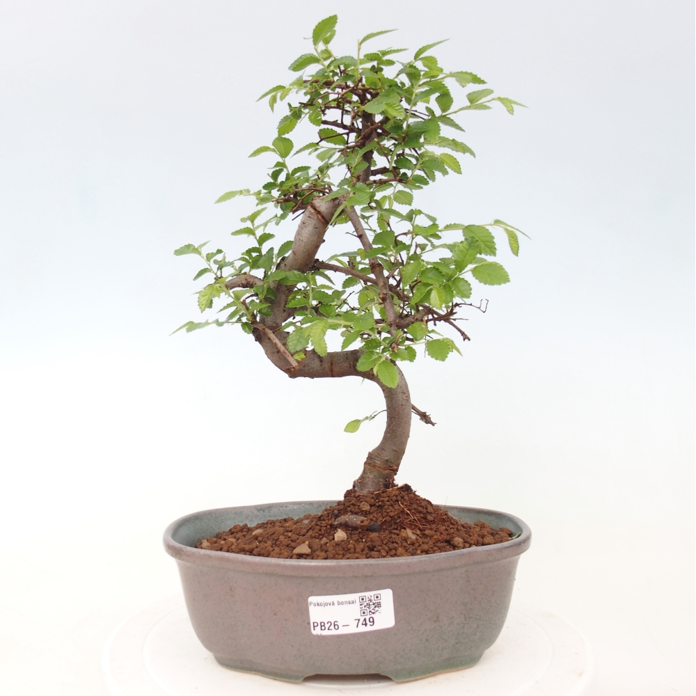 Szobai bonsai - Ulmus parvifolia - Kislevelű szilfa