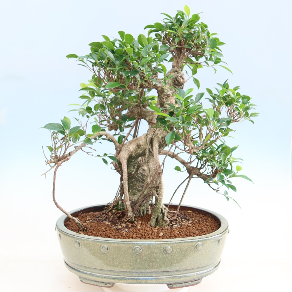 Szobai bonsai - Ficus kimmen - kislevelű fikusz