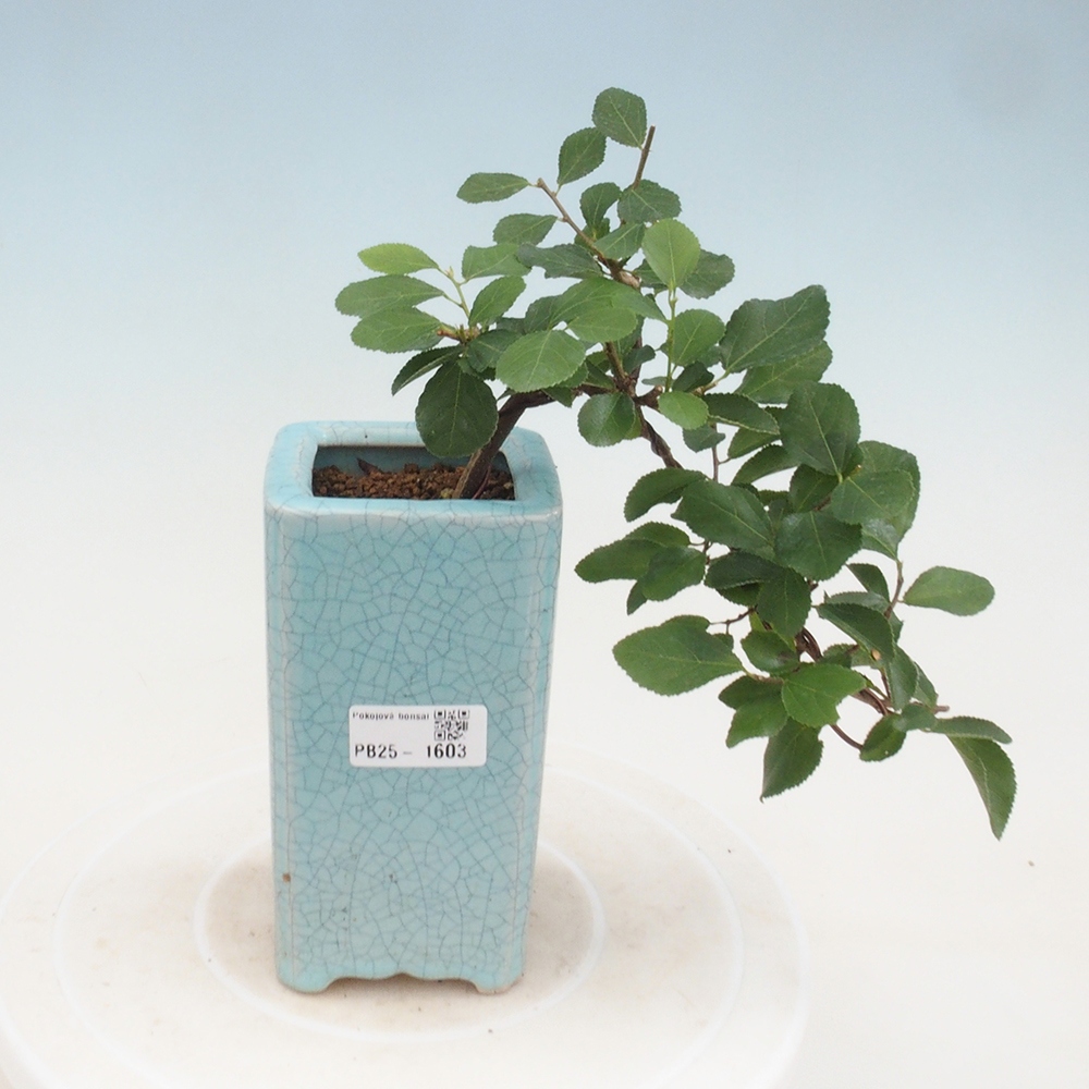 Beltéri bonsai - Grewia occidentalis - Levendula csillaghal