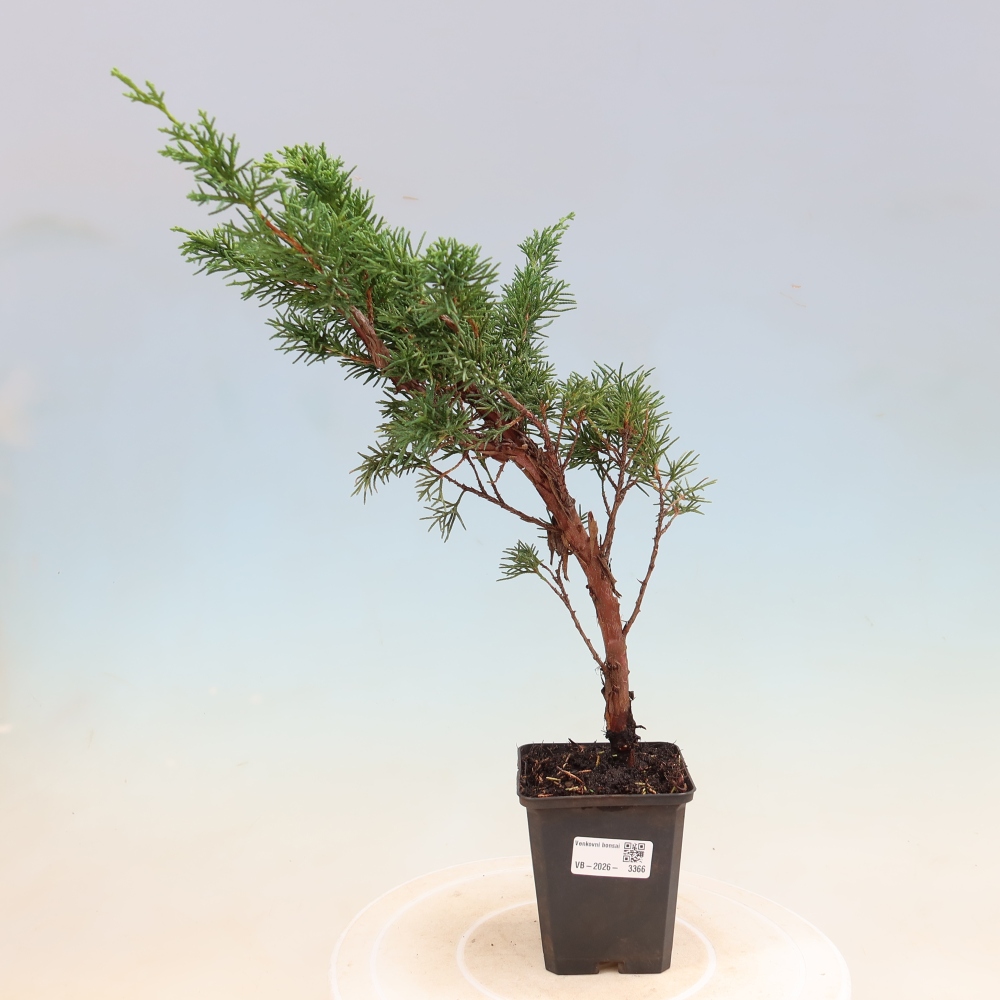 Kültéri bonsai - Juniperus chinensis Kishu