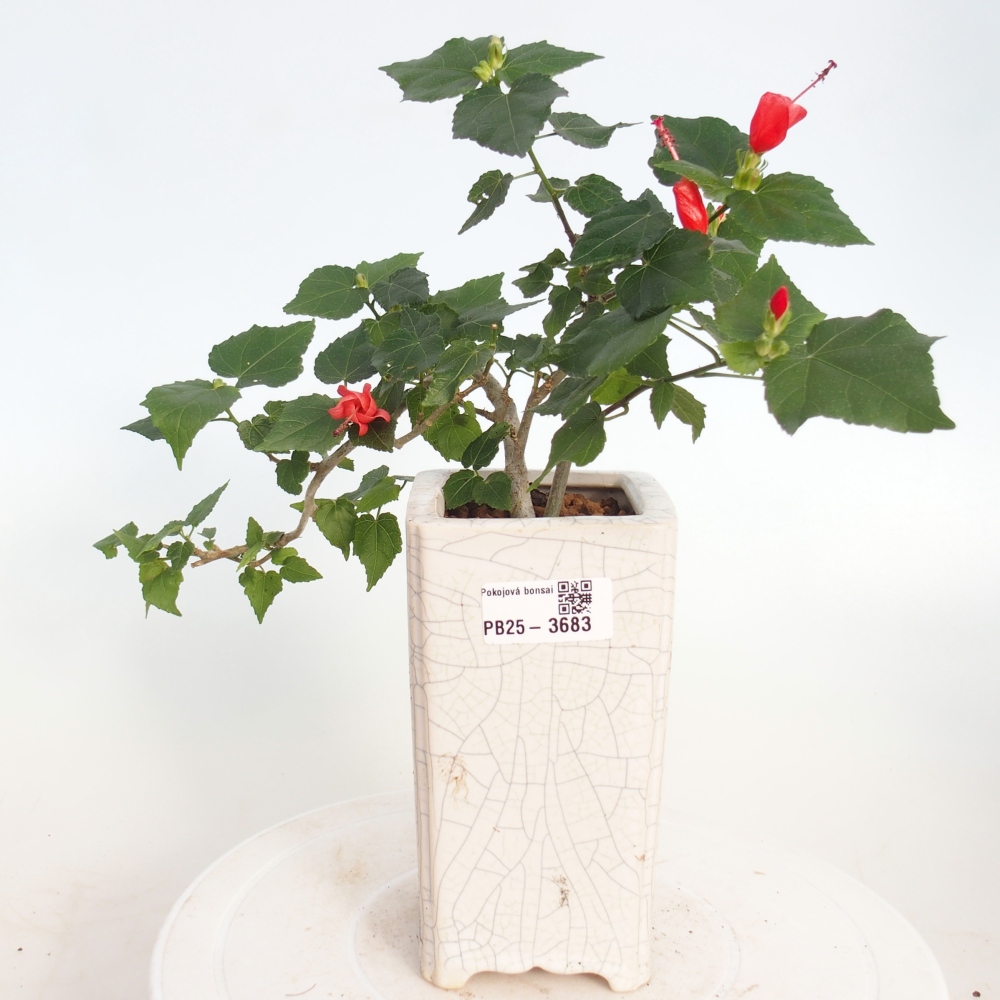 Beltéri bonsai - Malvaviscus arboreus