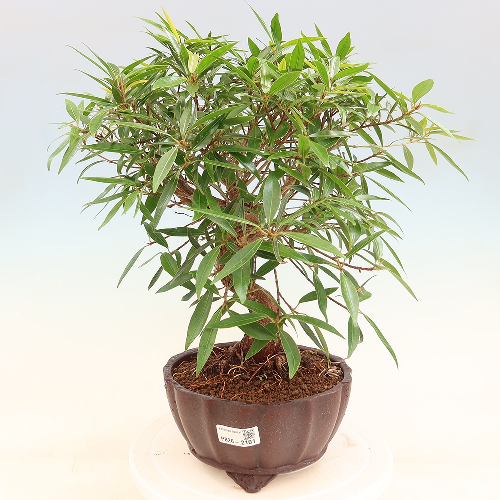 Szobai bonsai - Ficus nerifolia - kislevelű fikusz