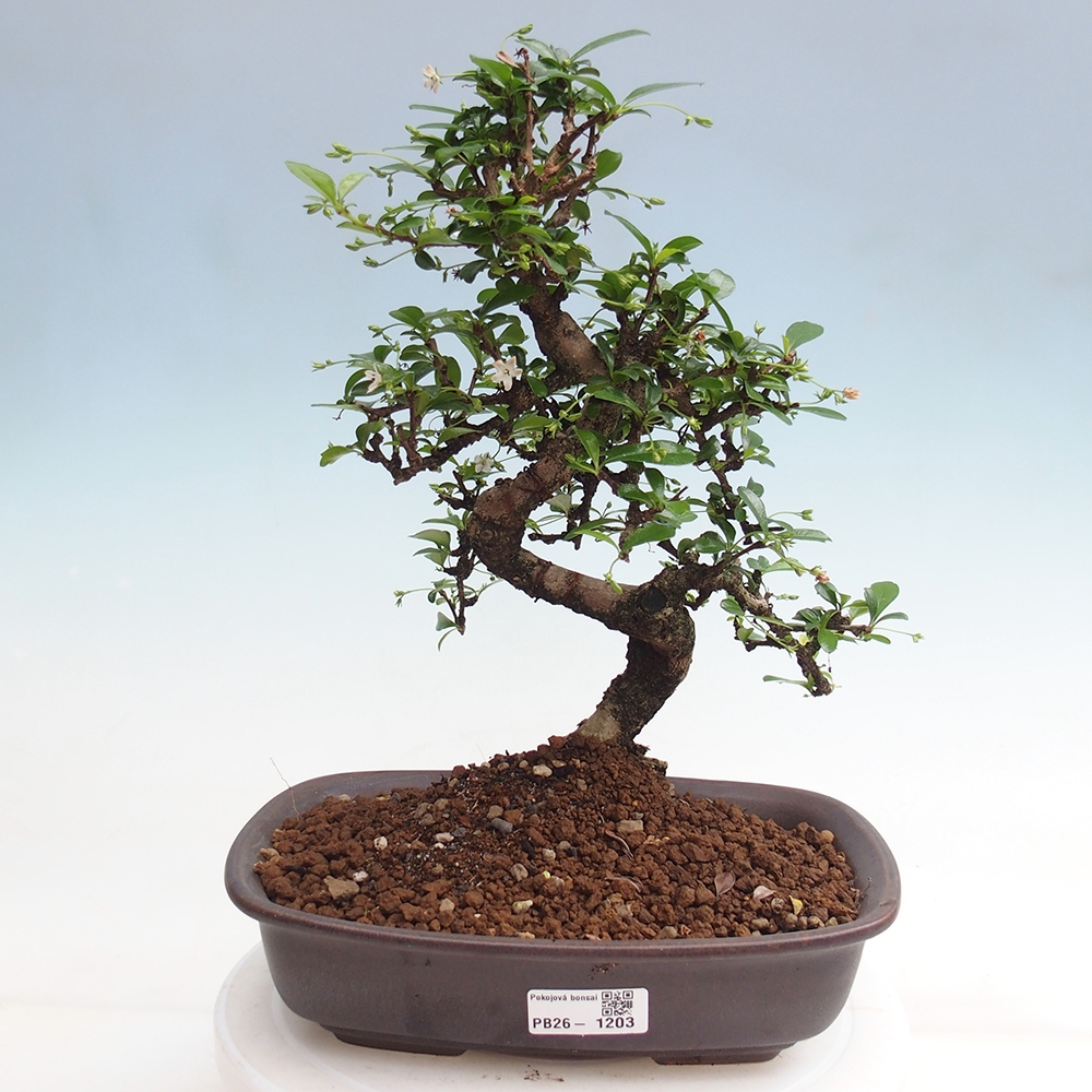 Szobai bonsai - Carmona macrophylla - Tea fuki