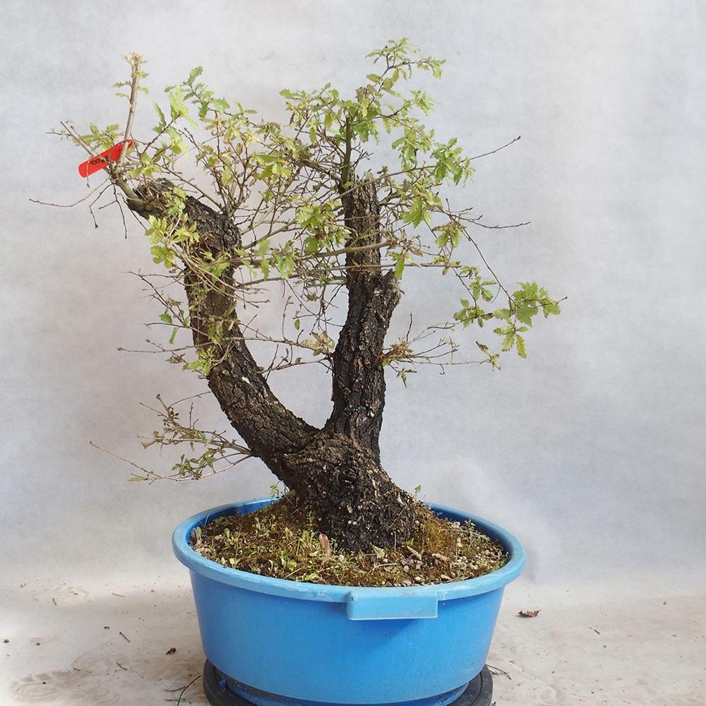 Kültéri bonsai Quercus Cerris - Tölgy Cer