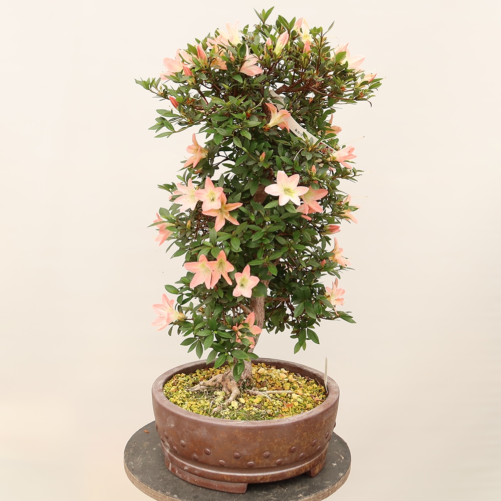 Kültéri bonsai - japán azálea - Azálea CHIHIRO