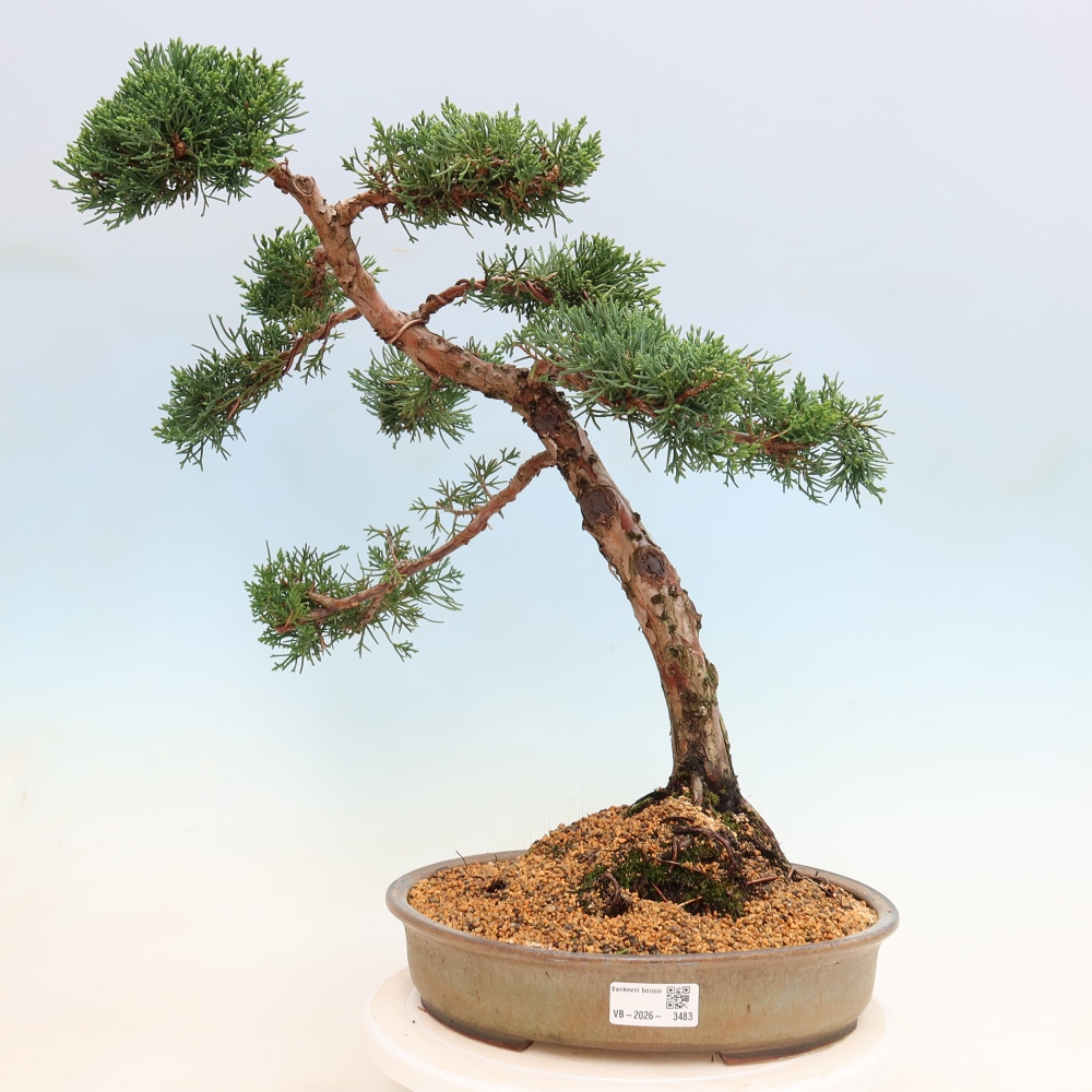Kültéri bonsai - Juniperus chinensis Kishu
