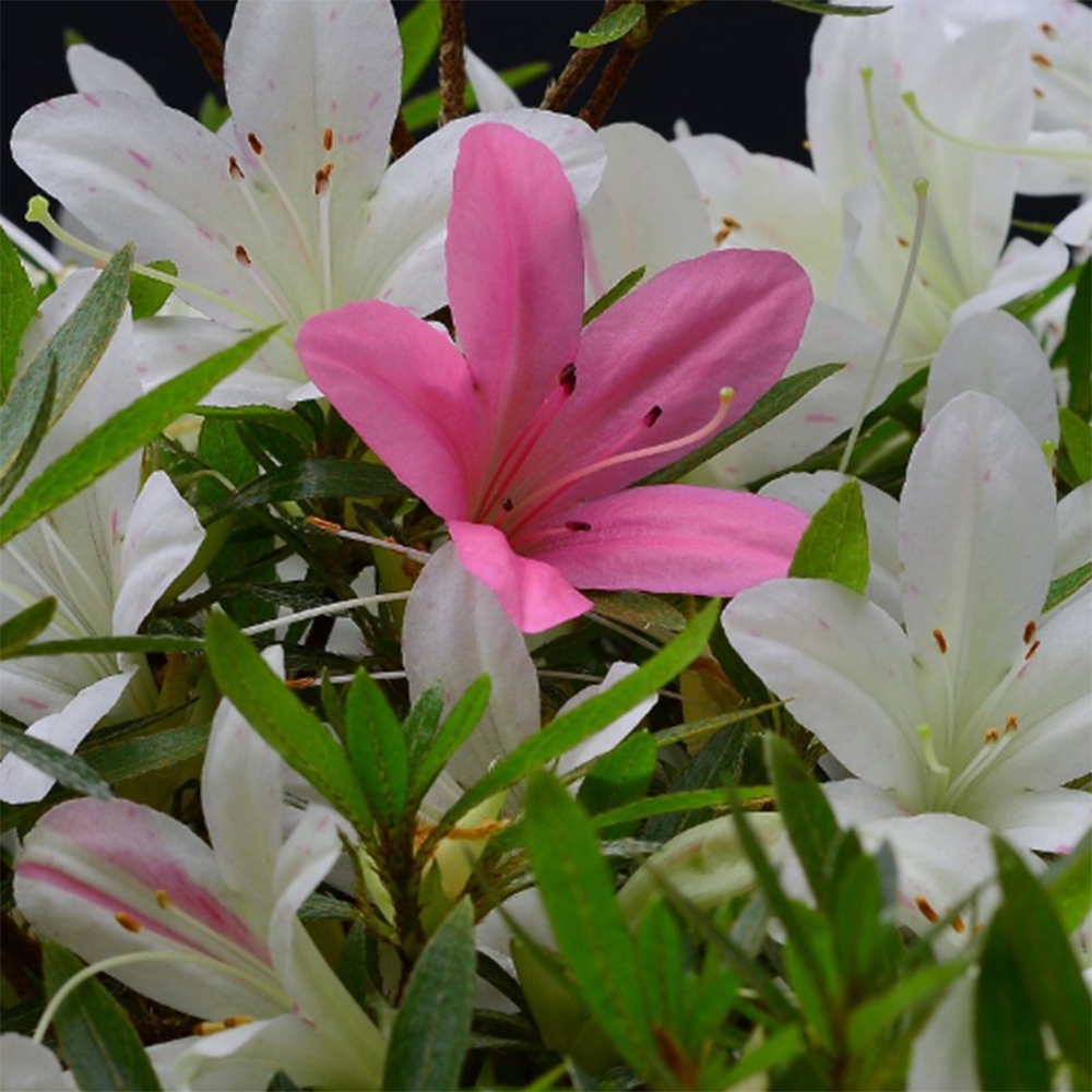 Kültéri bonsai - Japán azálea - Azalea Hakurin