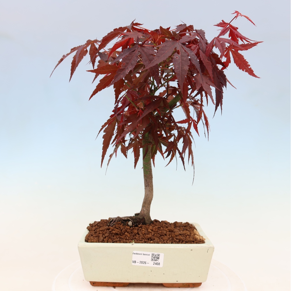 Kültéri bonsai - Acer pálma. Atropurpureum-Javor palmate