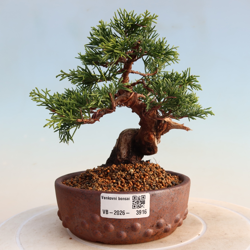 Kültéri bonsai - Juniperus chinensis Itoigawa