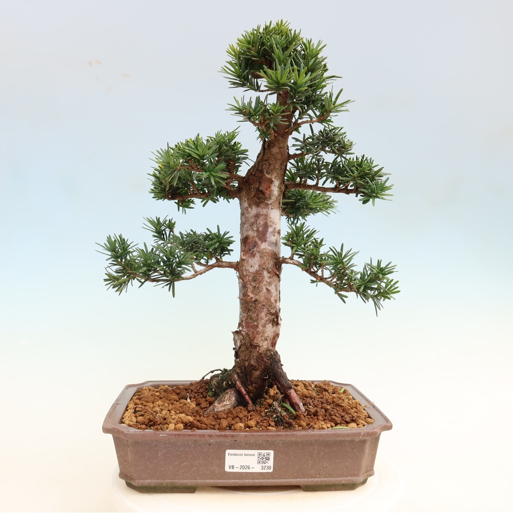Kültéri bonsai - Taxus cuspidata - japán tiszafa