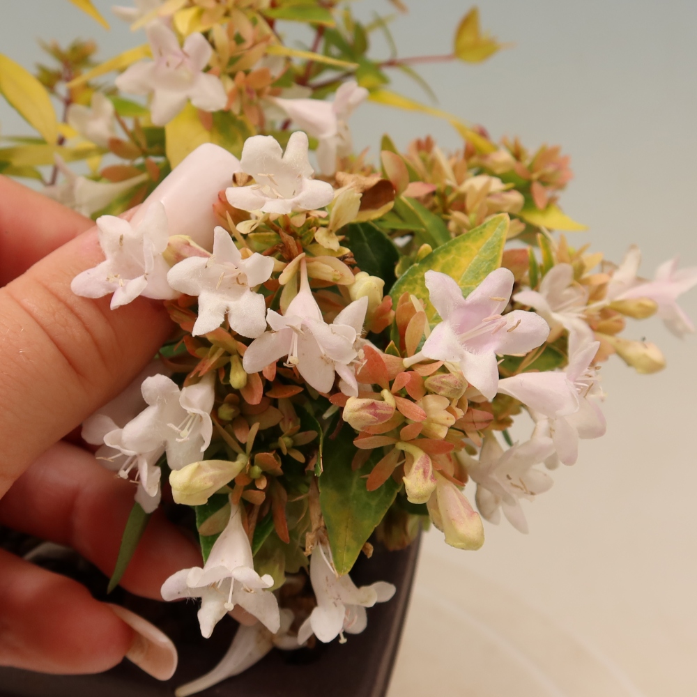 Kültéri bonsai – Abelia gr. Kleidoscope – Nagyvirágú abélia