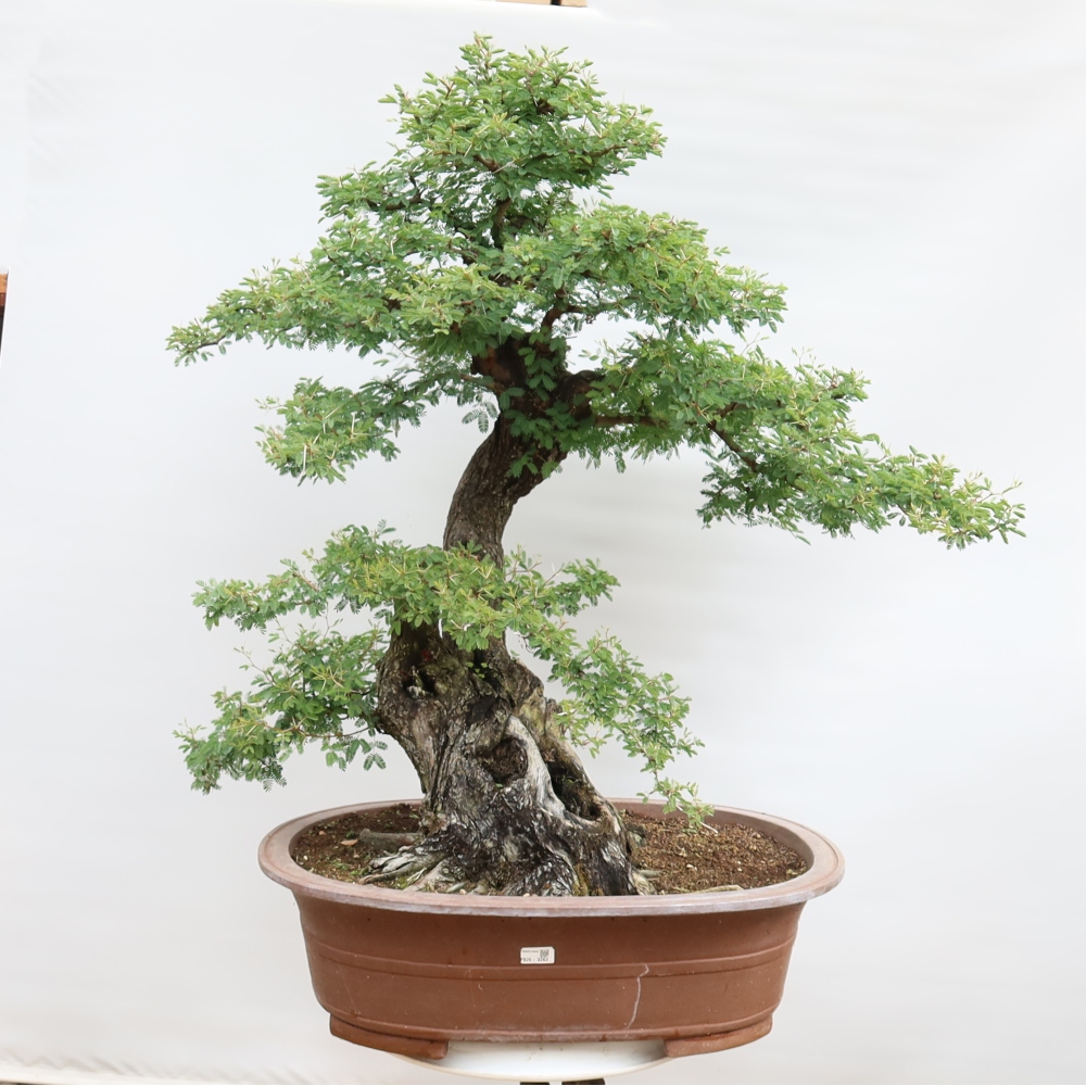 Szobai bonsai - Acacias Arabica