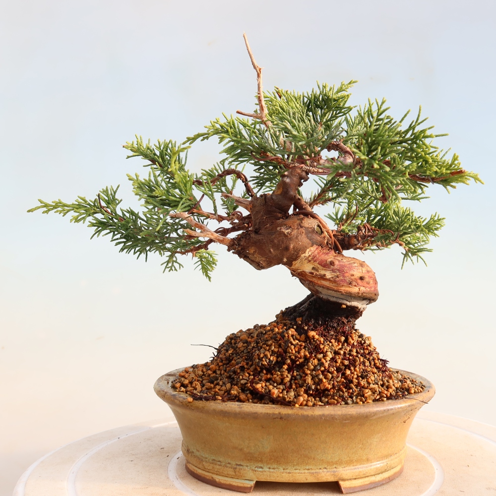 Kültéri bonsai - Juniperus chinensis Itoigawa