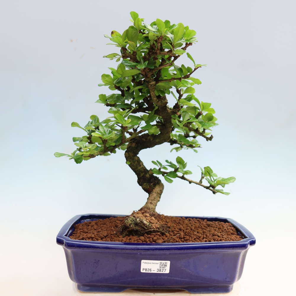 Szobai bonsai - Carmona macrophylla - Tea fuki