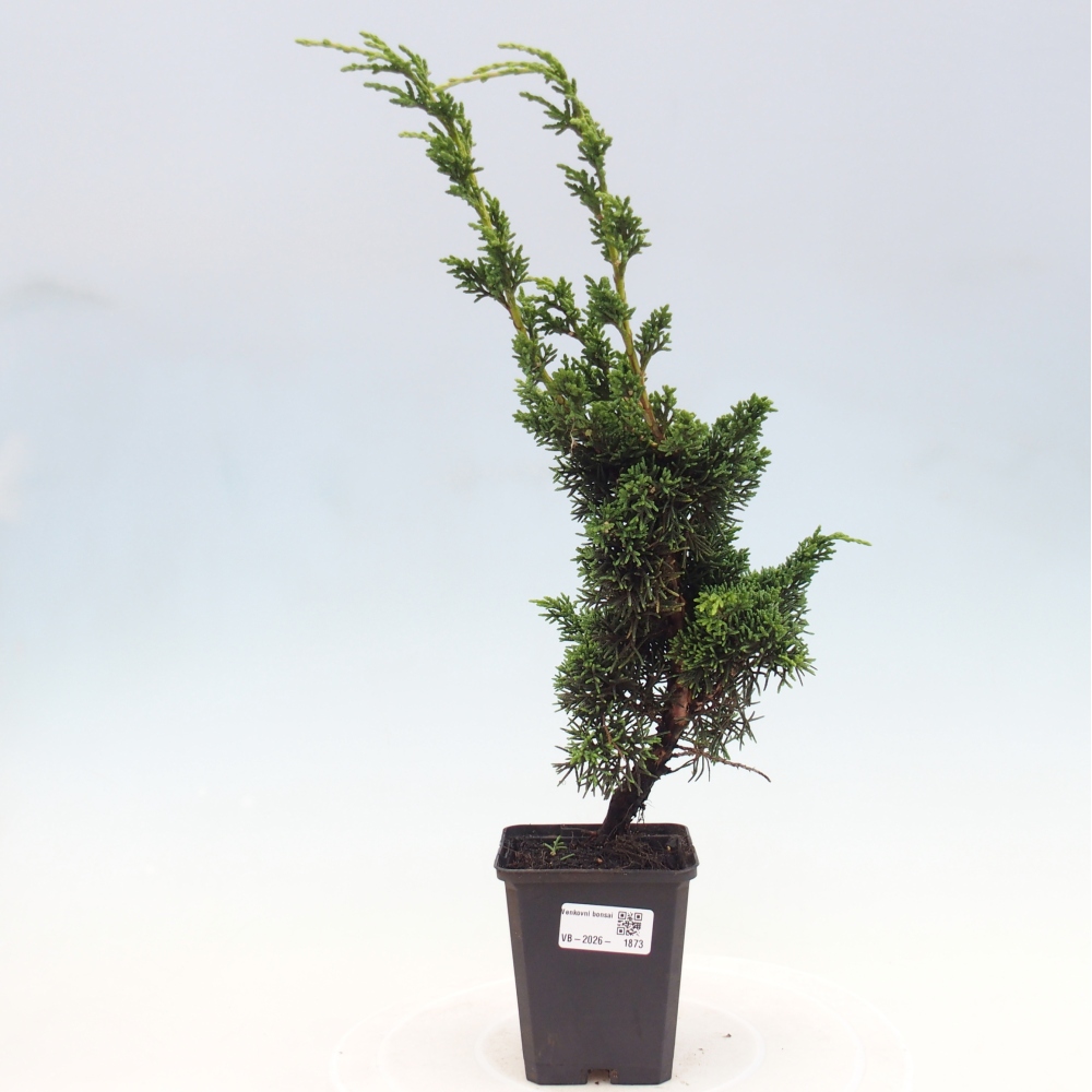 Kültéri bonsai - Juniperus chinensis Kishu