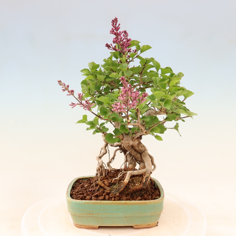Kültéri bonsai - Syringa microphylla - kisvirágú lila