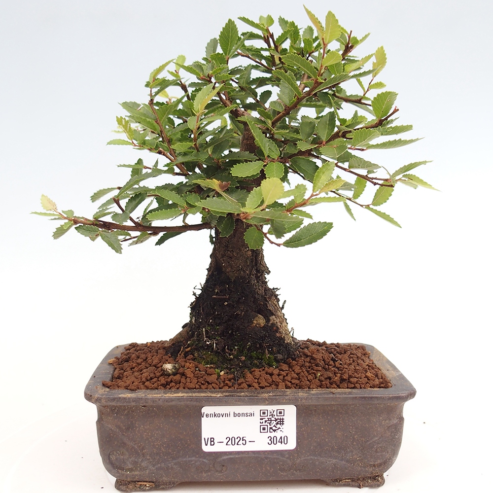 Kültéri bonsai - Zelkova - Zelkova NIRE