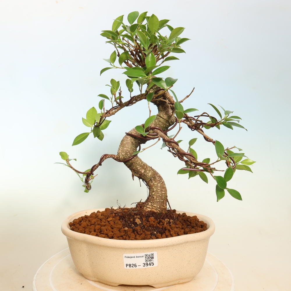 Szobai bonsai - Ficus kimmen - kislevelű fikusz