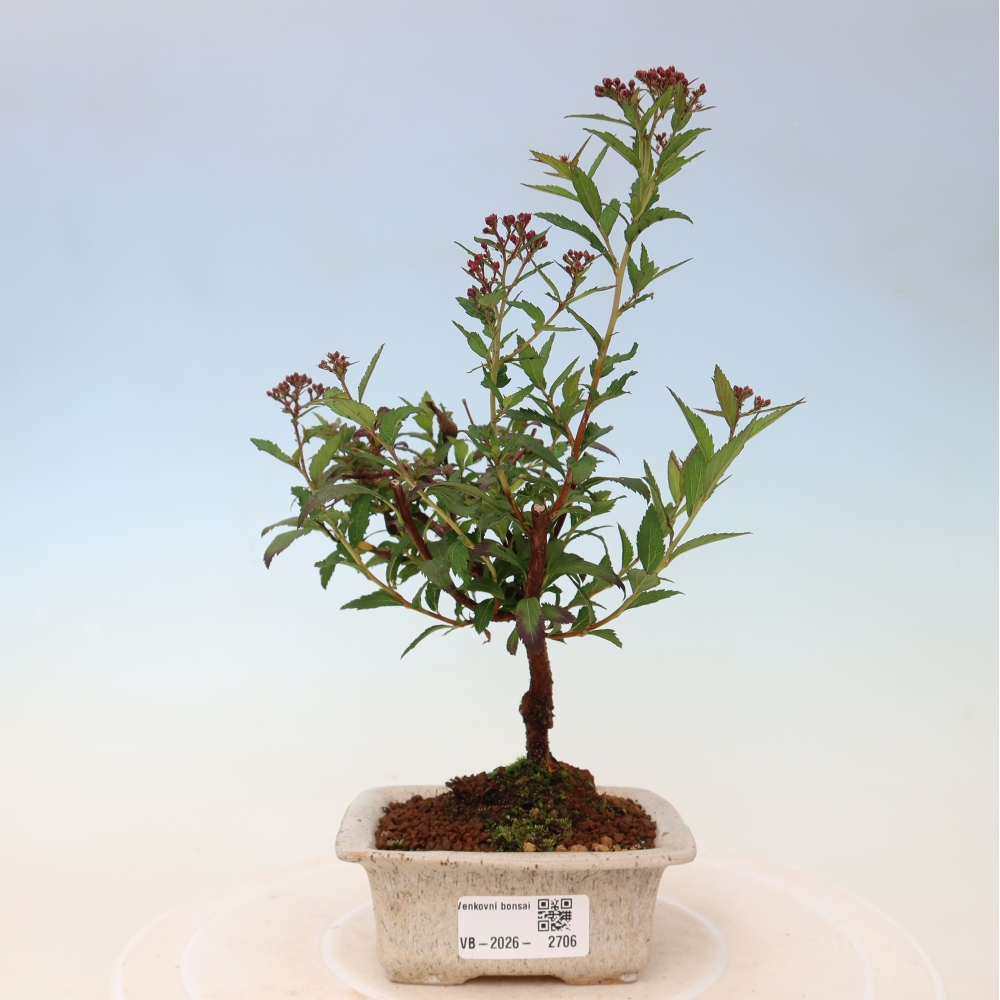 Kültéri bonsai – japán spirea – Spirea japonica Anthony Waterer