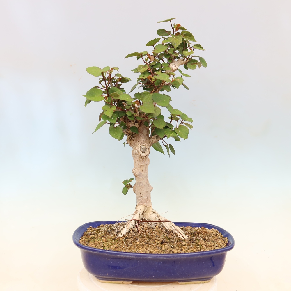 Beltéri bonsai - Hibiscus tiliaceus - tengeri hibiszkusz