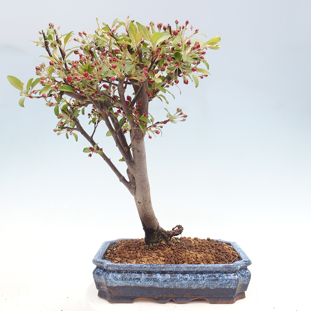 Kültéri bonsai -Malus domestica - Kis gyümölcsű piros levelű almafa
