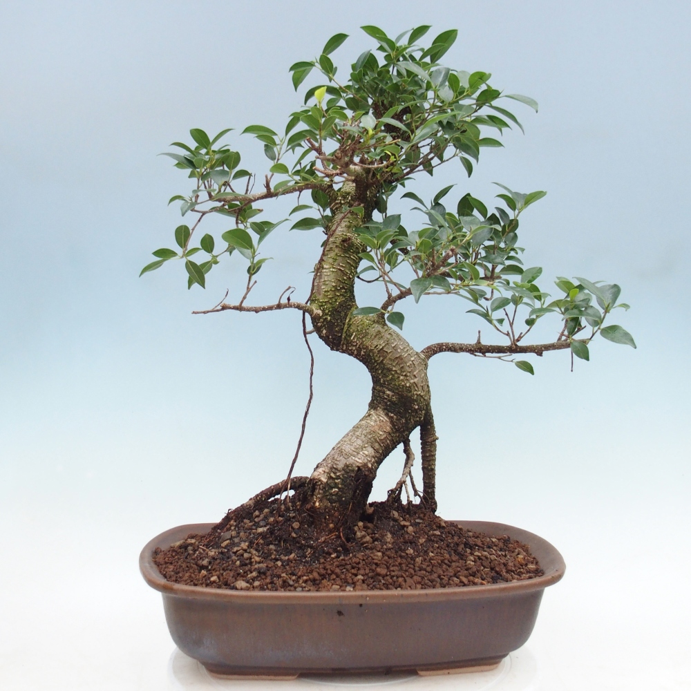 Szobai bonsai - Ficus retusa - kislevelű fikusz