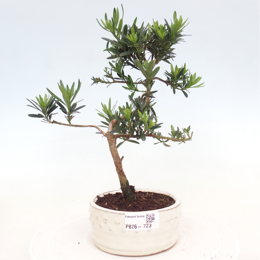 Szobai bonsai - Podocarpus - Kőtiszafa