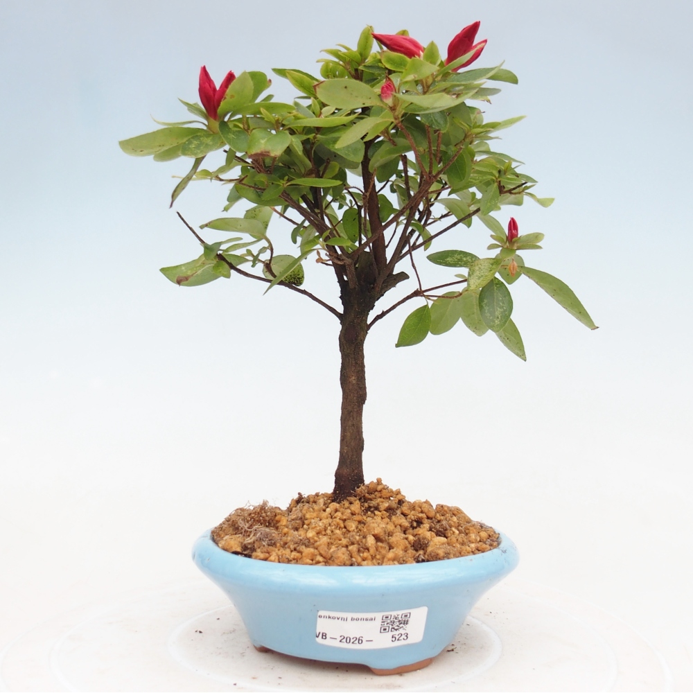 Kültéri bonsai - japán azálea - Azalea sp.
