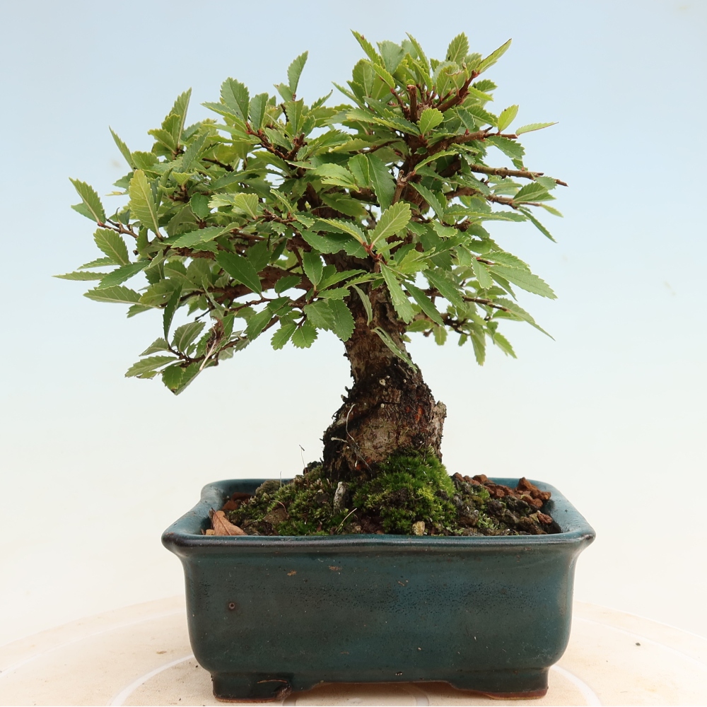 Kültéri bonsai - Zelkova - Zelkova NIRE