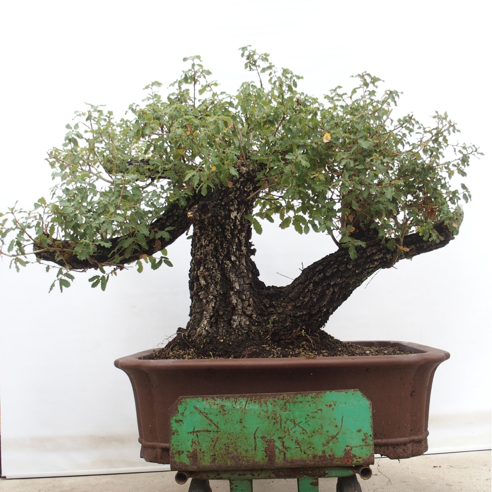 Yamadori - Quercus Ilex - Tölgy magyal