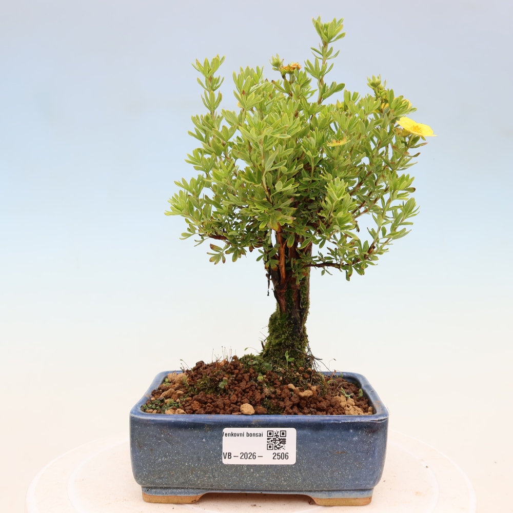 Kültéri bonsai - Potentila fruticosa