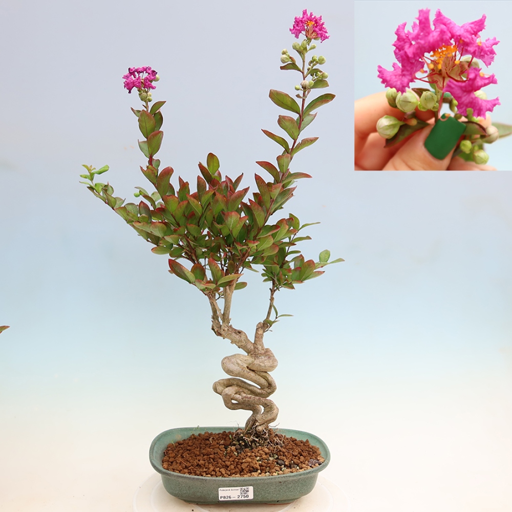 Szobabonsai – Lagerstroemia indica – indiai orgona