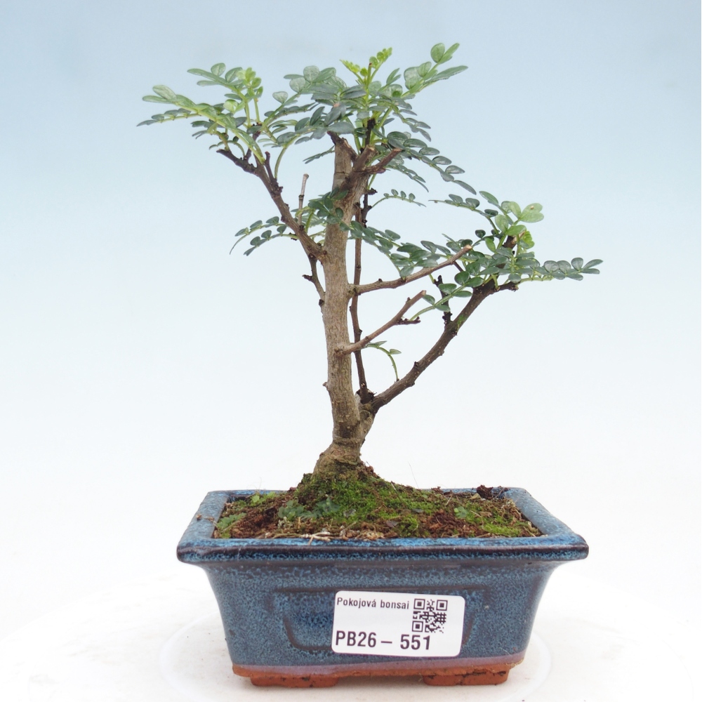 Szobai bonsai - Zantoxylum piperitum - borsfa