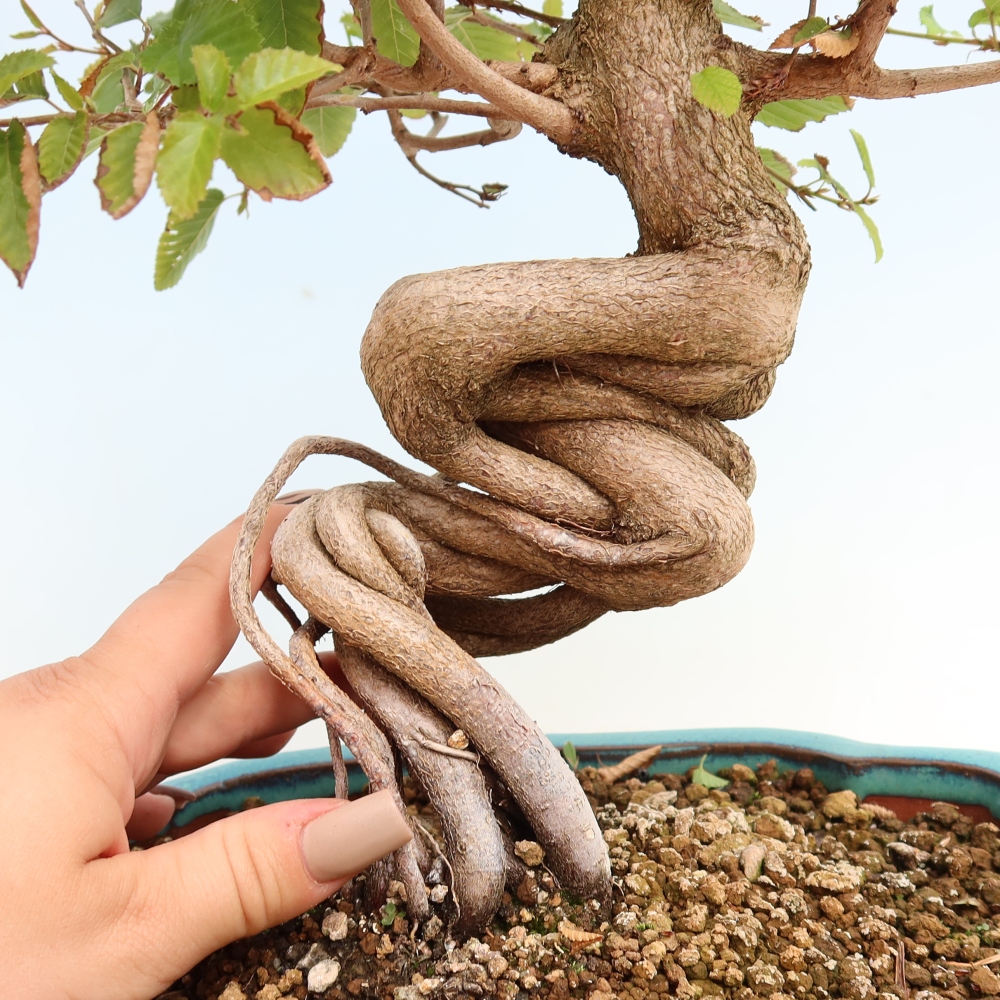 Kültéri bonsai -Carpinus CARPINOIDES - Koreai gyertyánfa