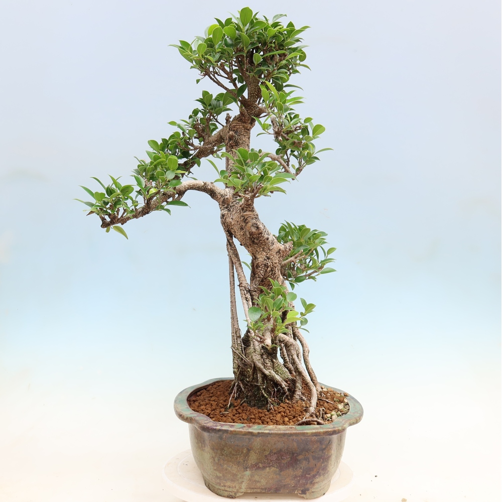 Szobai bonsai - Ficus kimmen - kislevelű fikusz