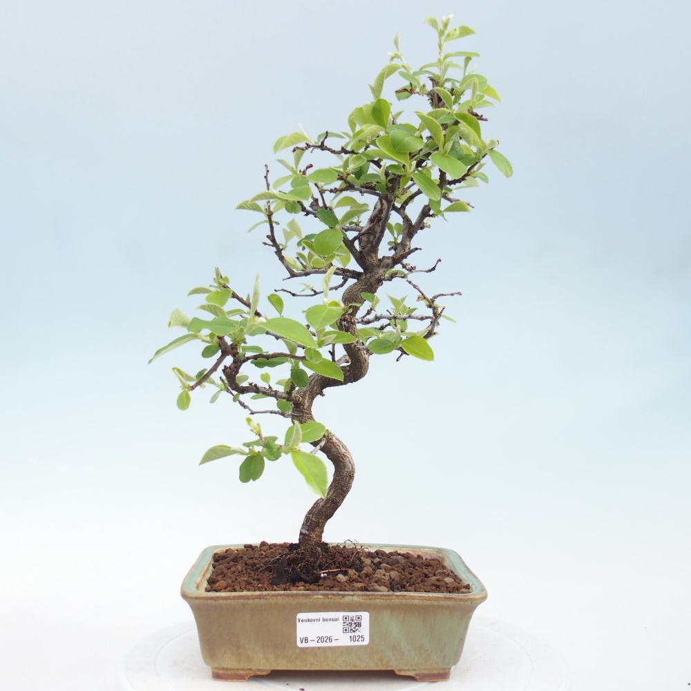 Kültéri bonsai - Chaneomeles chinensis