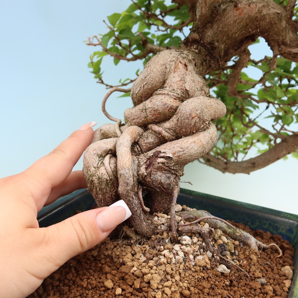 Kültéri bonsai -Carpinus Coreana - Koreai gyertyánfa