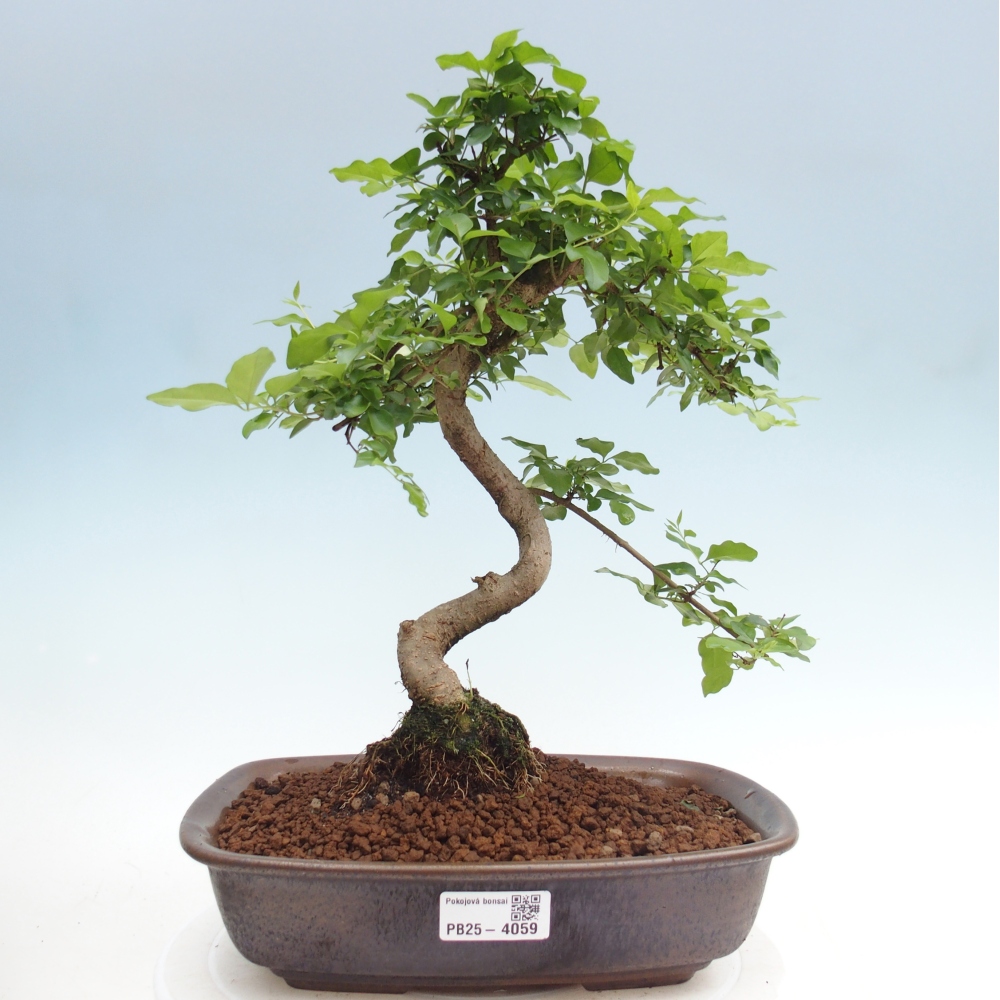 Szobai bonsai -Ligustrum chinensis - Madárcsőr