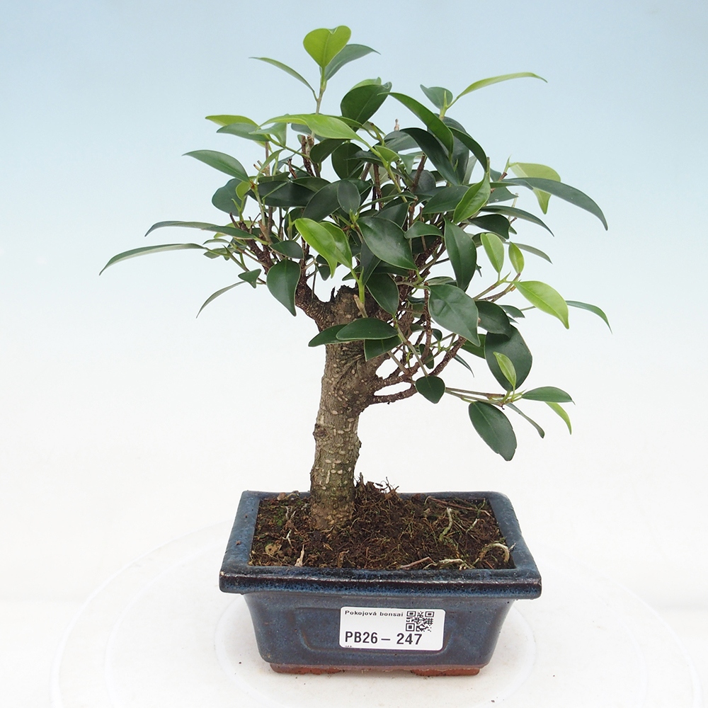 Szoba bonsai Ficus retusa kimmen