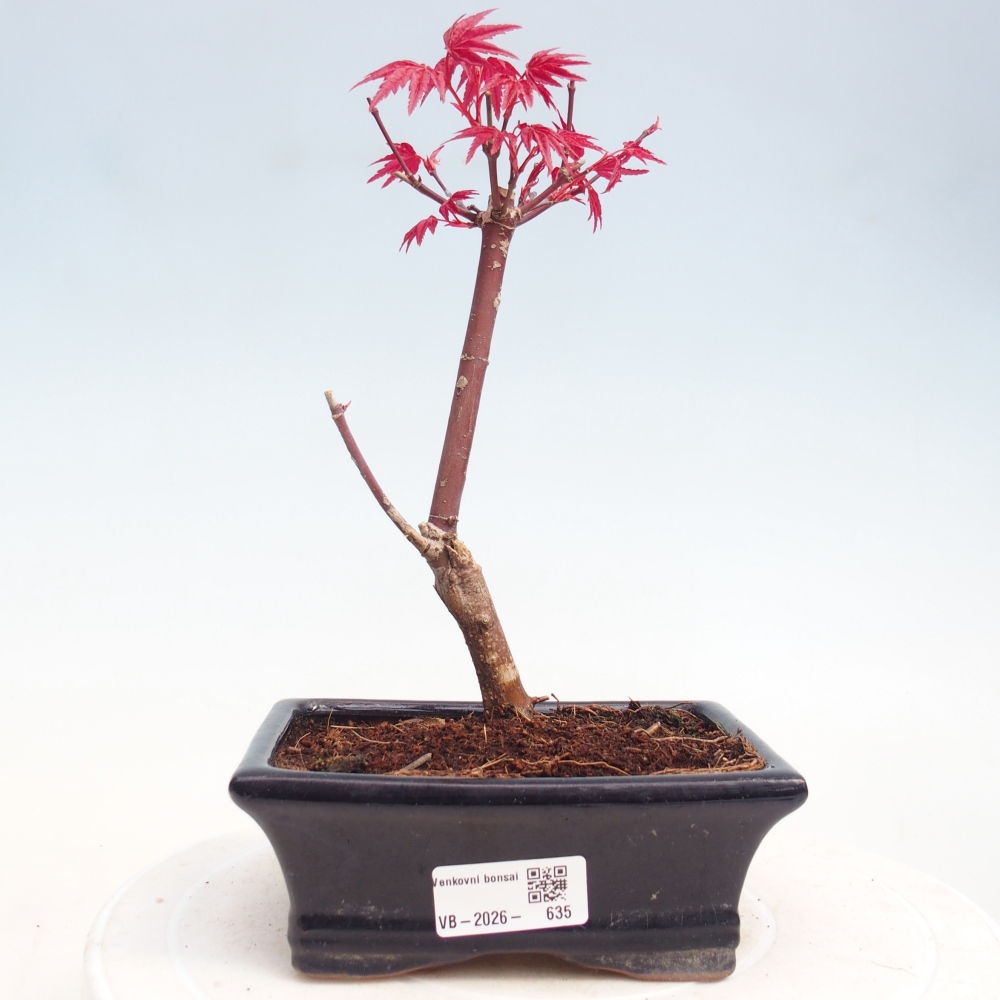 Kültéri bonsai - Acer palmatum DESHOJO