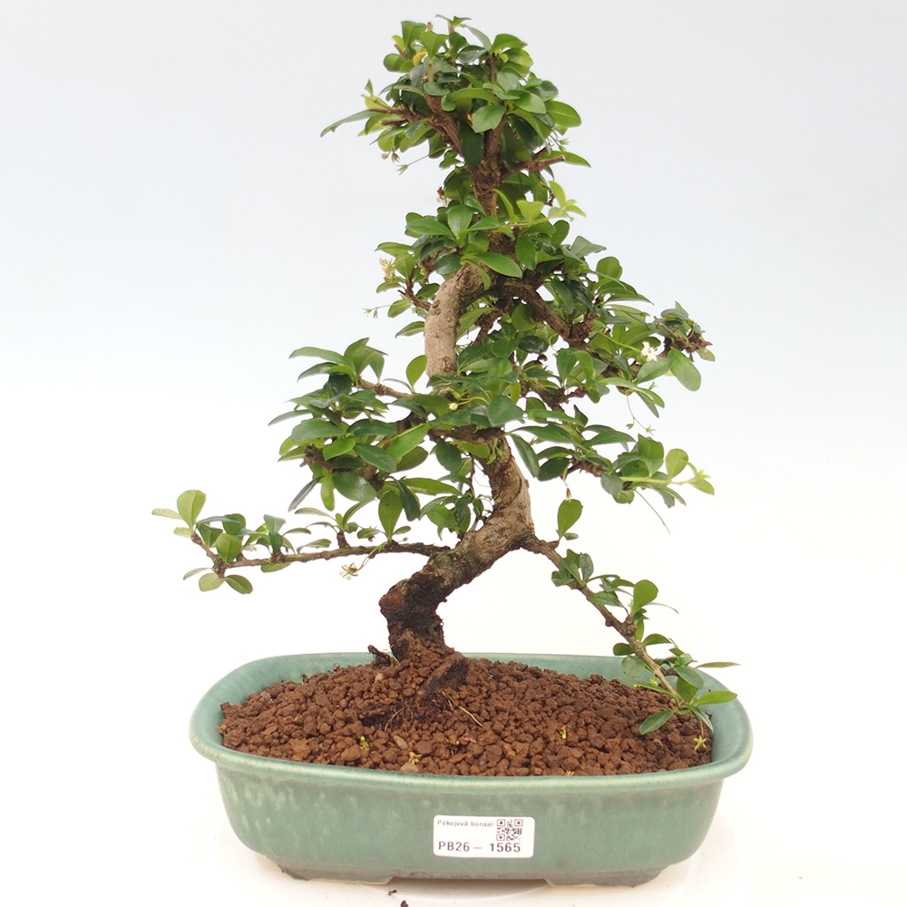 Szobai bonsai - Carmona macrophylla - Tea fuki