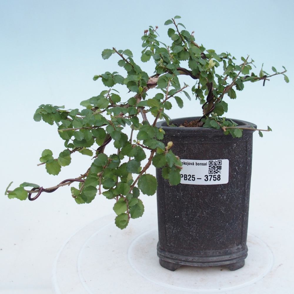 Szobai bonsai - Grewia sp. - Grewia malafolia