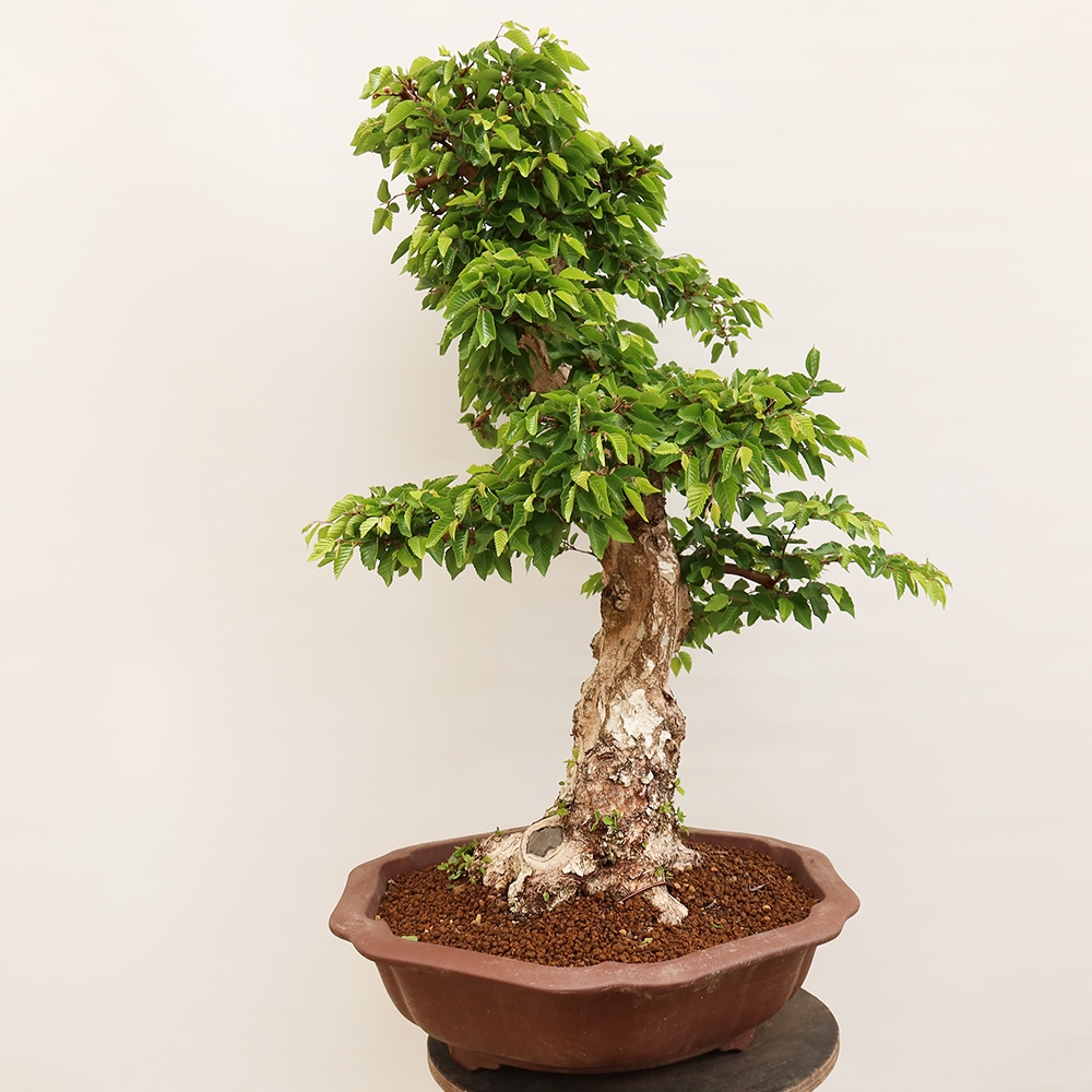 Kültéri bonsai -Carpinus Coreana - Koreai gyertyánfa