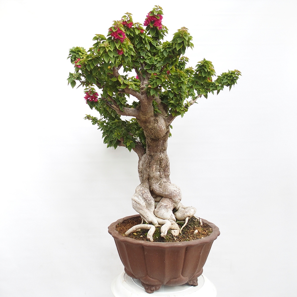 Szoba bonsai - Bouganwilea